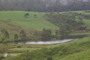Ambewela-Farm-New-Zealand-Farm-FootSteps-Nuwara-Eliya
